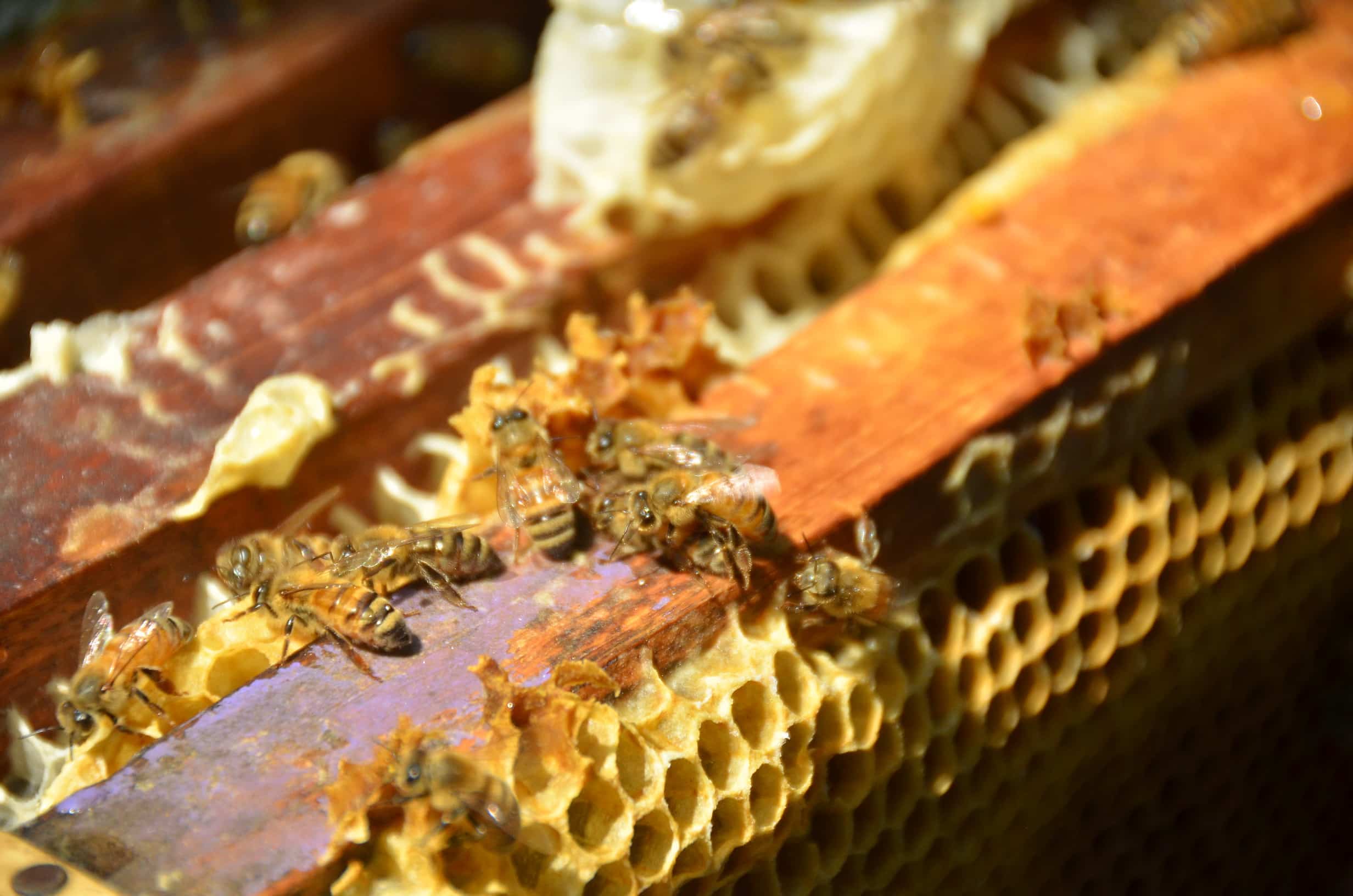 น้ำผึ้งดิบ คืออะไร? ประโยชน์ วิธีเลือกซื้อ | Raw Honey: What It Is, Why It's Better, and How to Choose